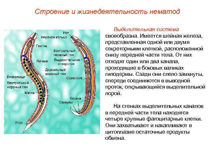 Тип круглые черви презентация