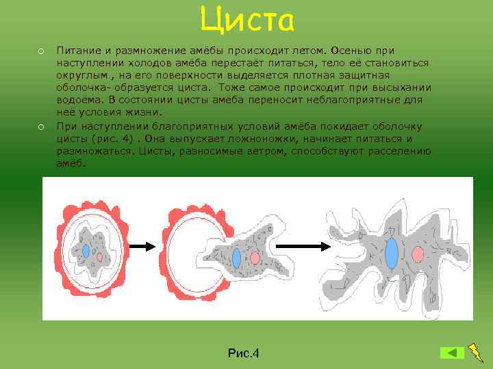Циста ¡ Питание и размножение амёбы происходит Циста ¡ Питание и размножение амёбы происходит