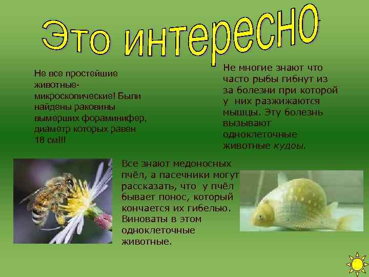 Не многие знают что Не все простейшие Не многие знают что Не все простейшие
