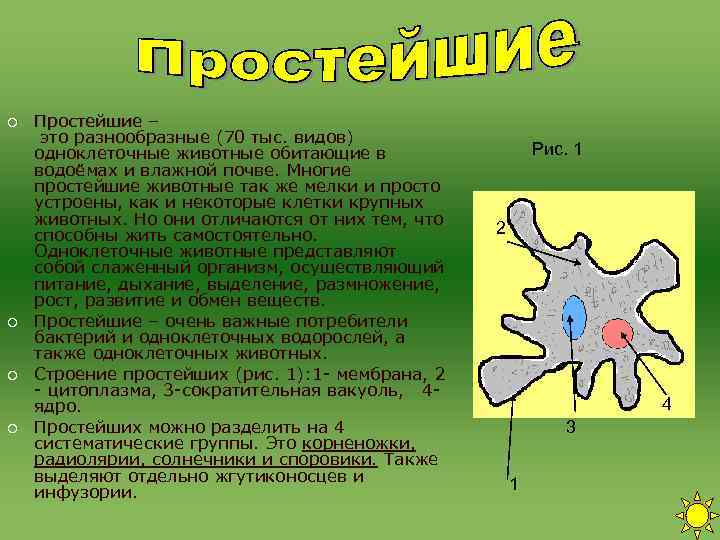 ¡ Простейшие – это разнообразные (70 тыс. видов) одноклеточные животные обитающие в ¡ Простейшие – это разнообразные (70 тыс. видов) одноклеточные животные обитающие в