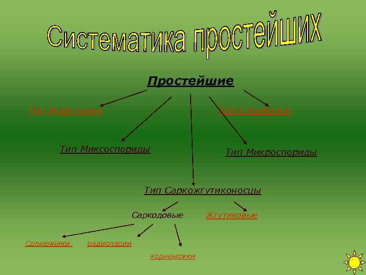 Простейшие Тип Инфузории Тип Споровики Простейшие Тип Инфузории Тип Споровики
