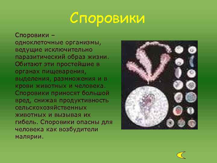 Споровики – одноклеточные организмы, ведущие исключительно паразитический образ жизни. Обитают Споровики – одноклеточные организмы, ведущие исключительно паразитический образ жизни. Обитают
