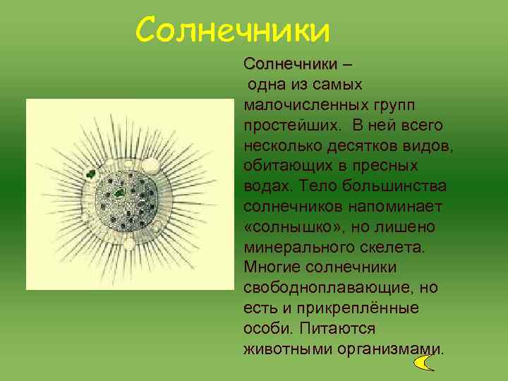 Солнечники – одна из самых малочисленных групп простейших. В ней всего несколько десятков Солнечники – одна из самых малочисленных групп простейших. В ней всего несколько десятков