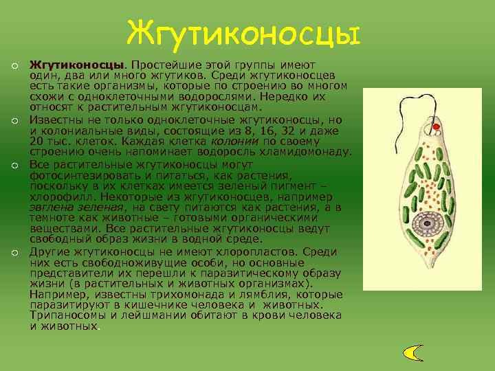 Жгутиконосцы ¡ Жгутиконосцы. Простейшие этой группы имеют Жгутиконосцы один, Жгутиконосцы ¡ Жгутиконосцы. Простейшие этой группы имеют Жгутиконосцы один,