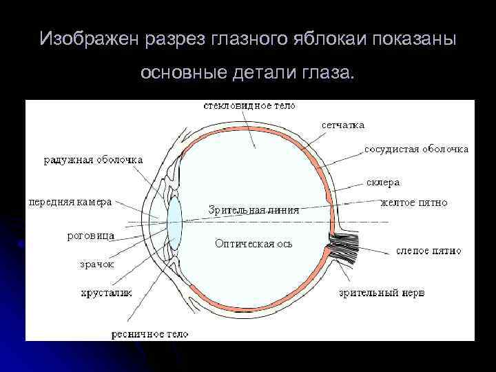 Изображен разрез глазного яблокаи показаны  основные детали глаза.  