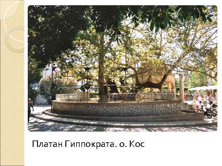 Платан Гиппократа. о. Кос 