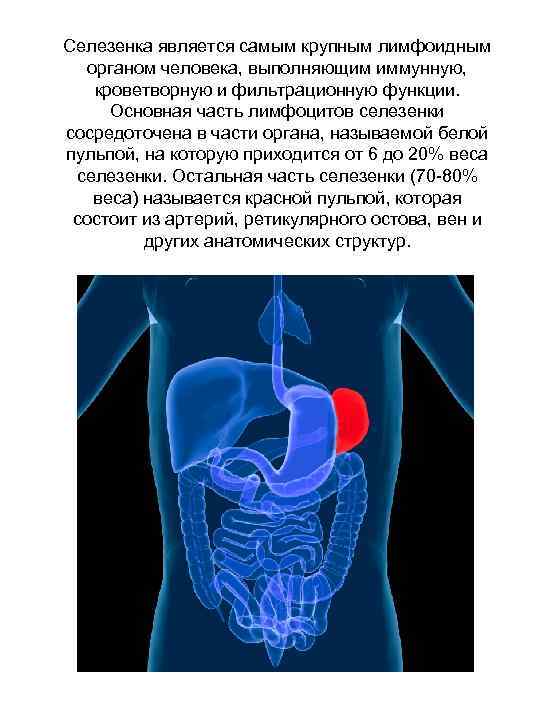 Селезенка является самым крупным лимфоидным органом человека, выполняющим иммунную,  кроветворную и фильтрационную функции.