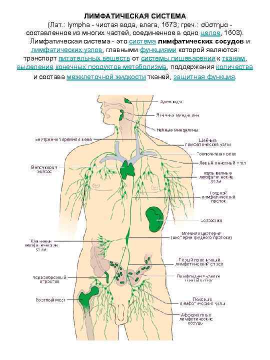     ЛИМФАТИЧЕСКАЯ СИСТЕМА   (Лат. : lympha - чистая вода,