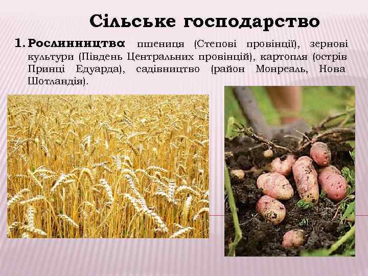    Сільське господарство 1. Рослинництво: пшениця (Степові провінції), зернові  культури (Південь