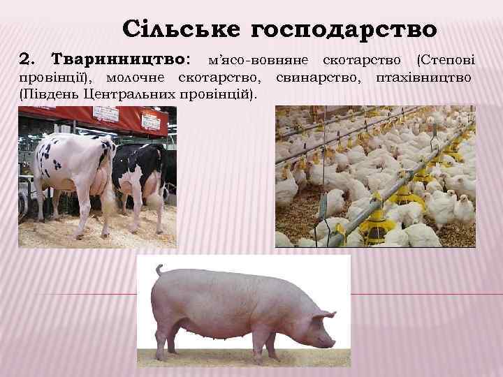    Сільське господарство 2. Тваринництво: м’ясо-вовняне скотарство (Степові провінції), молочне скотарство, свинарство,