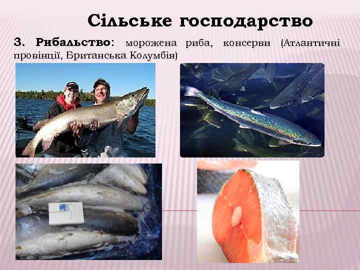    Сільське господарство 3. Рибальство: морожена риба, консерви (Атлантичні провінції, Британська Колумбія)