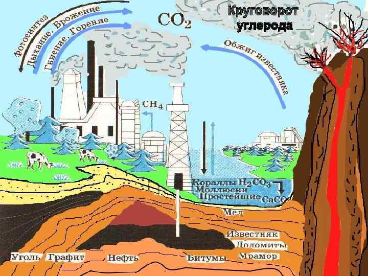 Круговорот углерода в биосфере презентация