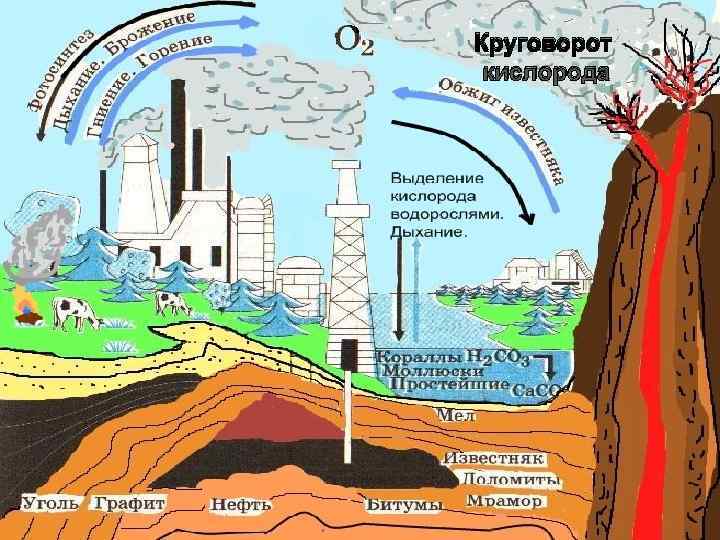 Биохимические провинции. Геохимический круговорот углерода. Биогеохимические циклы круговорот углерода. Биогеохимический круговорот углерода. Биогеохимический круговорот углерода в природе.