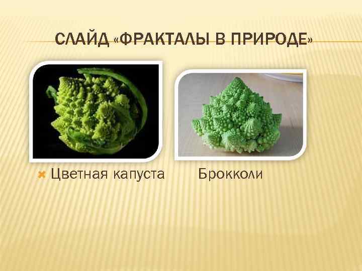  СЛАЙД «ФРАКТАЛЫ В ПРИРОДЕ»  Цветная  капуста  Брокколи 