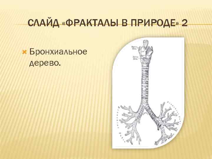  СЛАЙД «ФРАКТАЛЫ В ПРИРОДЕ» 2  Бронхиальное дерево. 