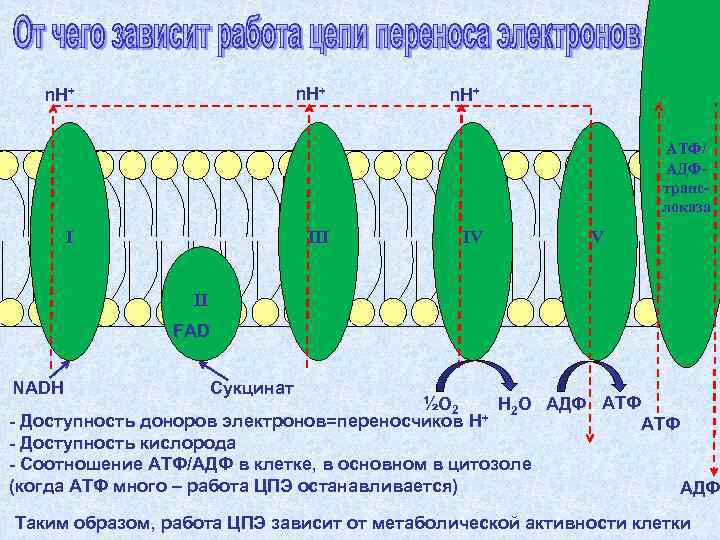   n. H+      АТФ/    