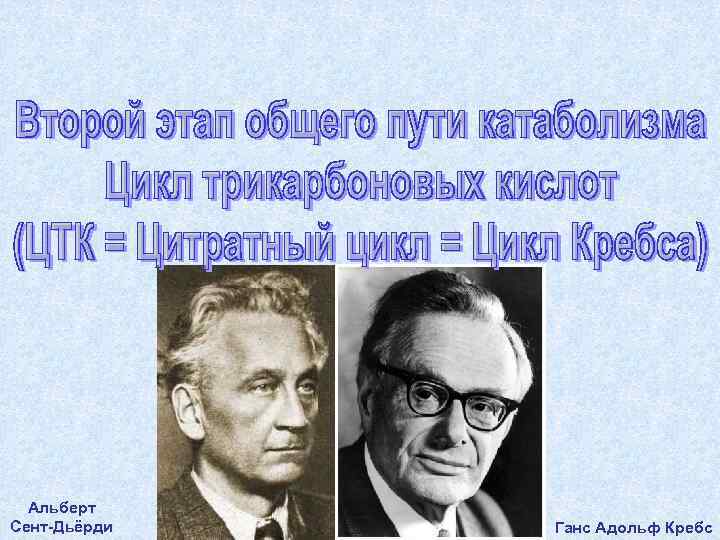  Альберт Сент-Дьёрди  Ганс Адольф Кребс 