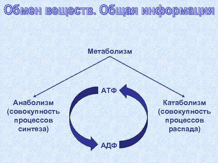     Метаболизм    АТФ  Анаболизм   