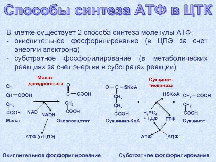 Необходима для синтеза атф. Синтез АТФ биохимия. Реакция образования АТФ из АДФ. Синтез АТФ биохимия схема. Механизм образования АТФ уравнение реакции.