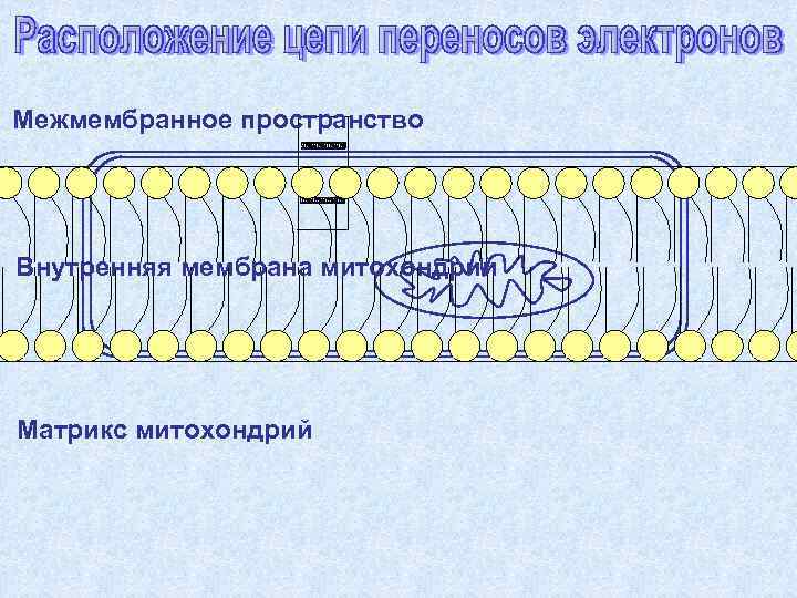 Межмембранное пространство Внутренняя мембрана митохондрий Матрикс митохондрий 