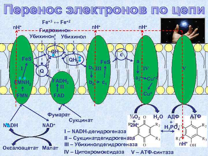     Fe+3 ↔ Fe+2  n. H+    Гидрохинон