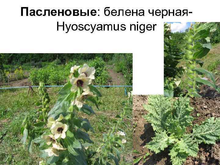 Пасленовые: белена черная- Hyoscyamus niger 