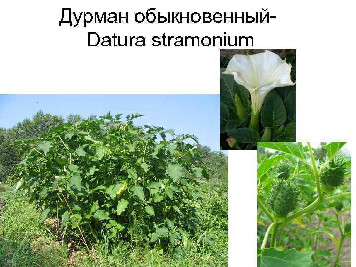 Дурман обыкновенный-  Datura stramonium 