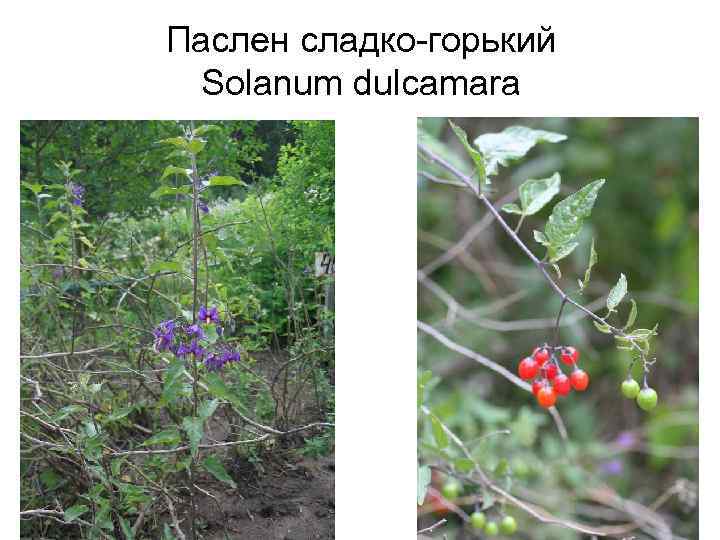 Паслен сладко-горький Solanum dulcamara 