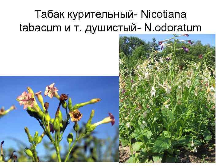   Табак курительный- Nicotiana tabacum и т. душистый- N. odoratum 