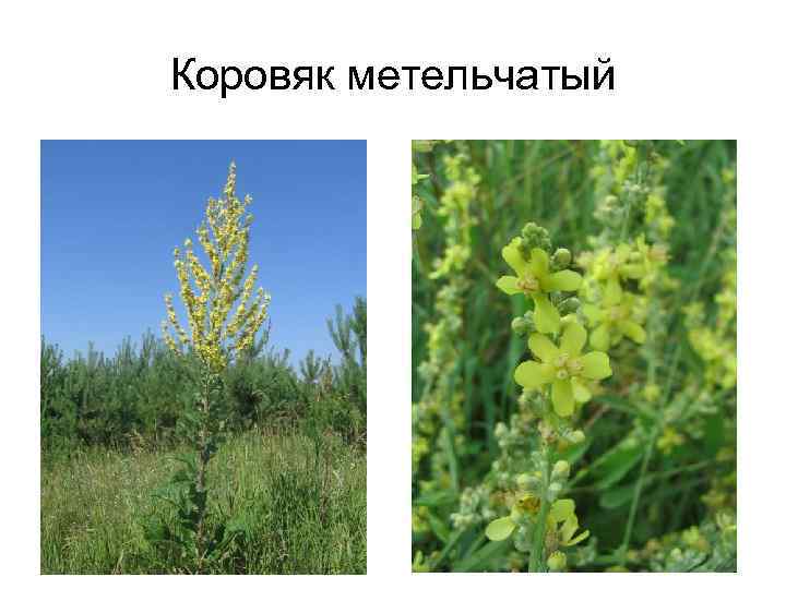 Коровяк метельчатый 