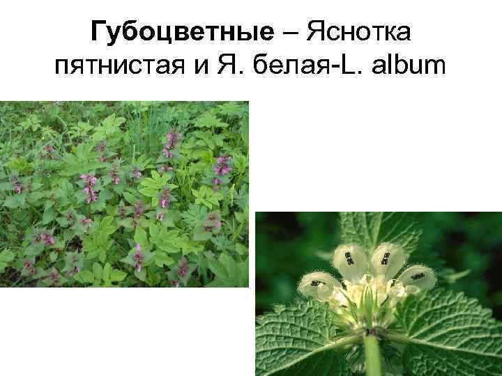  Губоцветные – Яснотка пятнистая и Я. белая-L. album 