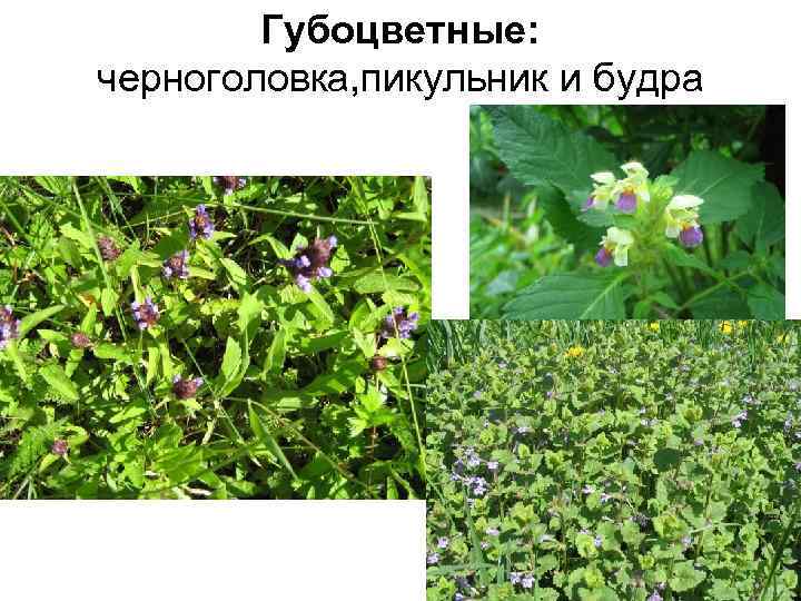   Губоцветные: черноголовка, пикульник и будра 