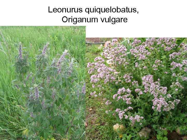Leonurus quiquelobatus, Origanum vulgare 