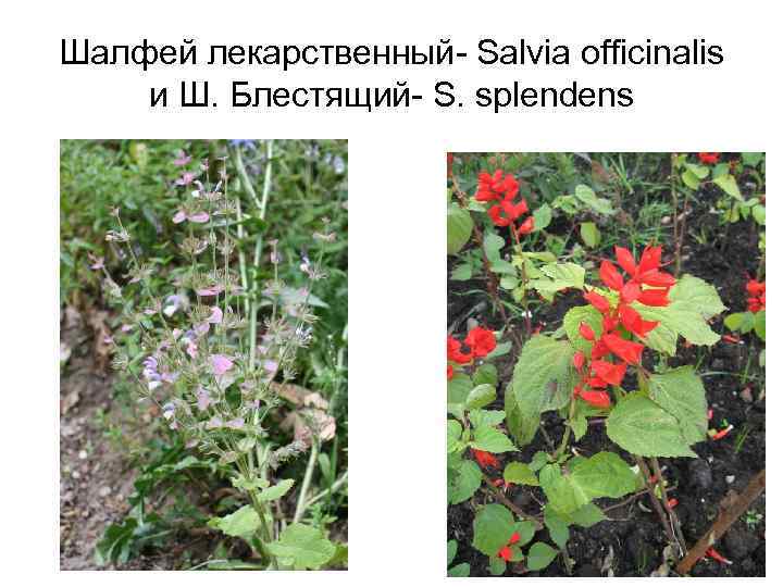 Шалфей лекарственный- Salvia officinalis и Ш. Блестящий- S. splendens 