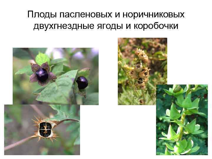 Плоды пасленовых и норичниковых двухгнездные ягоды и коробочки 