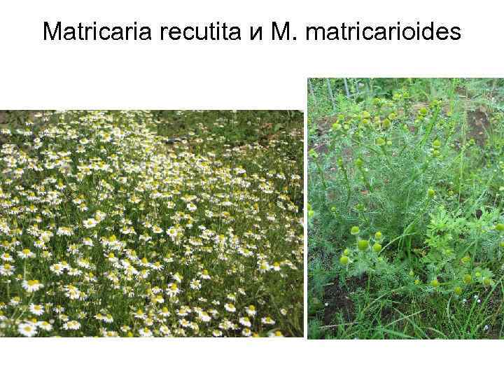Matricaria recutita и M. matricarioides 
