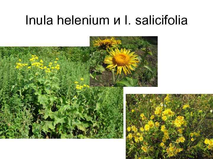 Inula helenium и I. salicifolia 