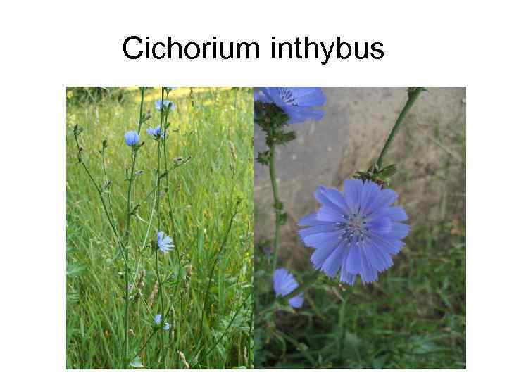 Cichorium inthybus 