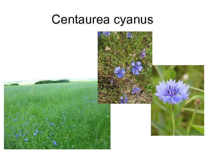 Centaurea cyanus 