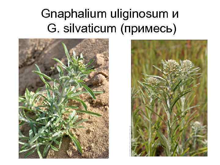 Gnaphalium uliginosum и G. silvaticum (примесь) 