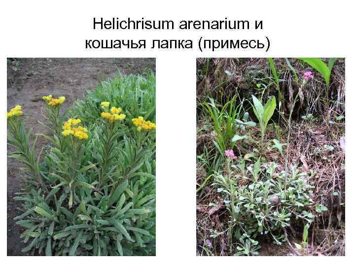  Helichrisum arenarium и кошачья лапка (примесь) 