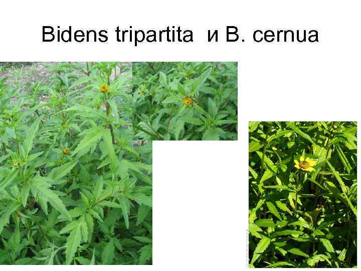 Bidens tripartita и B. cernua 