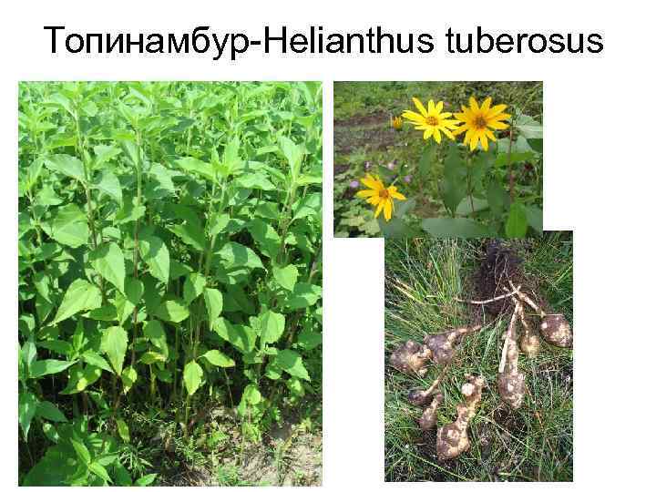 Топинамбур-Helianthus tuberosus 