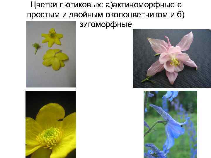  Цветки лютиковых: а)актиноморфные с простым и двойным околоцветником и б)   зигоморфные
