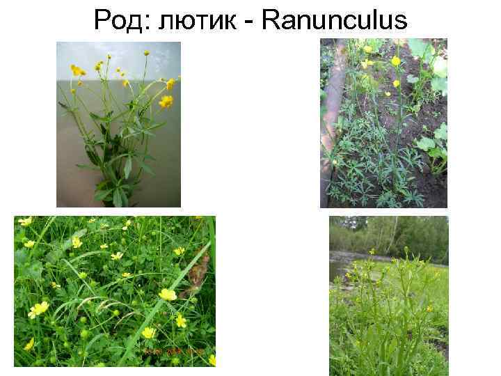 Род: лютик - Ranunculus 