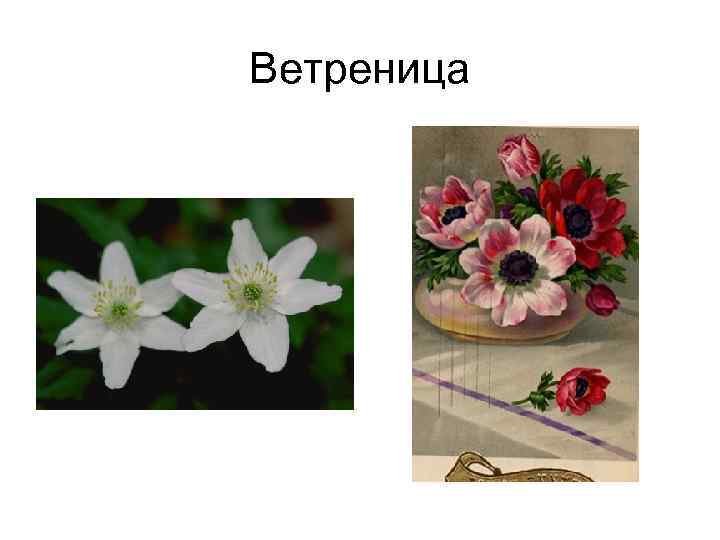 Ветреница 