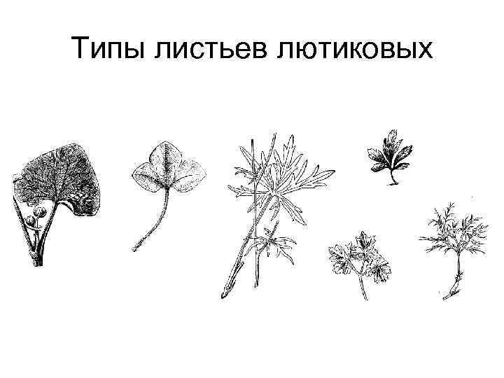 Типы листьев лютиковых 