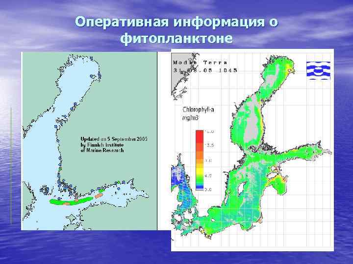 Оперативная информация о фитопланктоне 