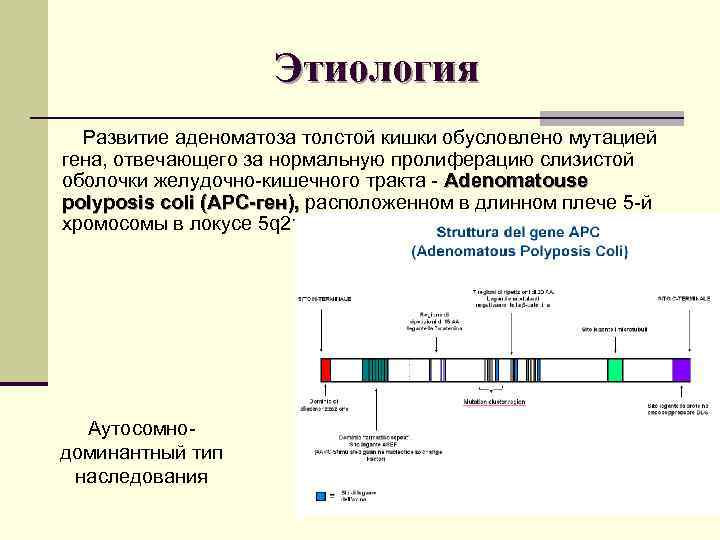 Этиология Развитие аденоматоза толстой кишки обусловлено мутацией гена, Этиология Развитие аденоматоза толстой кишки обусловлено мутацией гена,