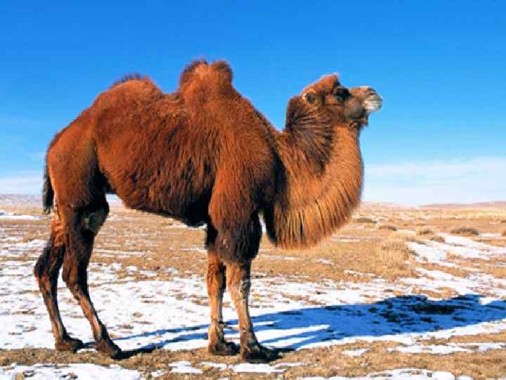 Своеобразенживотныймир. В нём преобладают копытные антилопадзерен много     –  